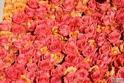 Как мы покупали миллион алых роз в Уфе - KP.RU