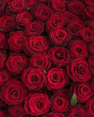 Миллион алых роз: цена, заказать с доставкой по Погаре в интернет-магазине  Cyber Flora®