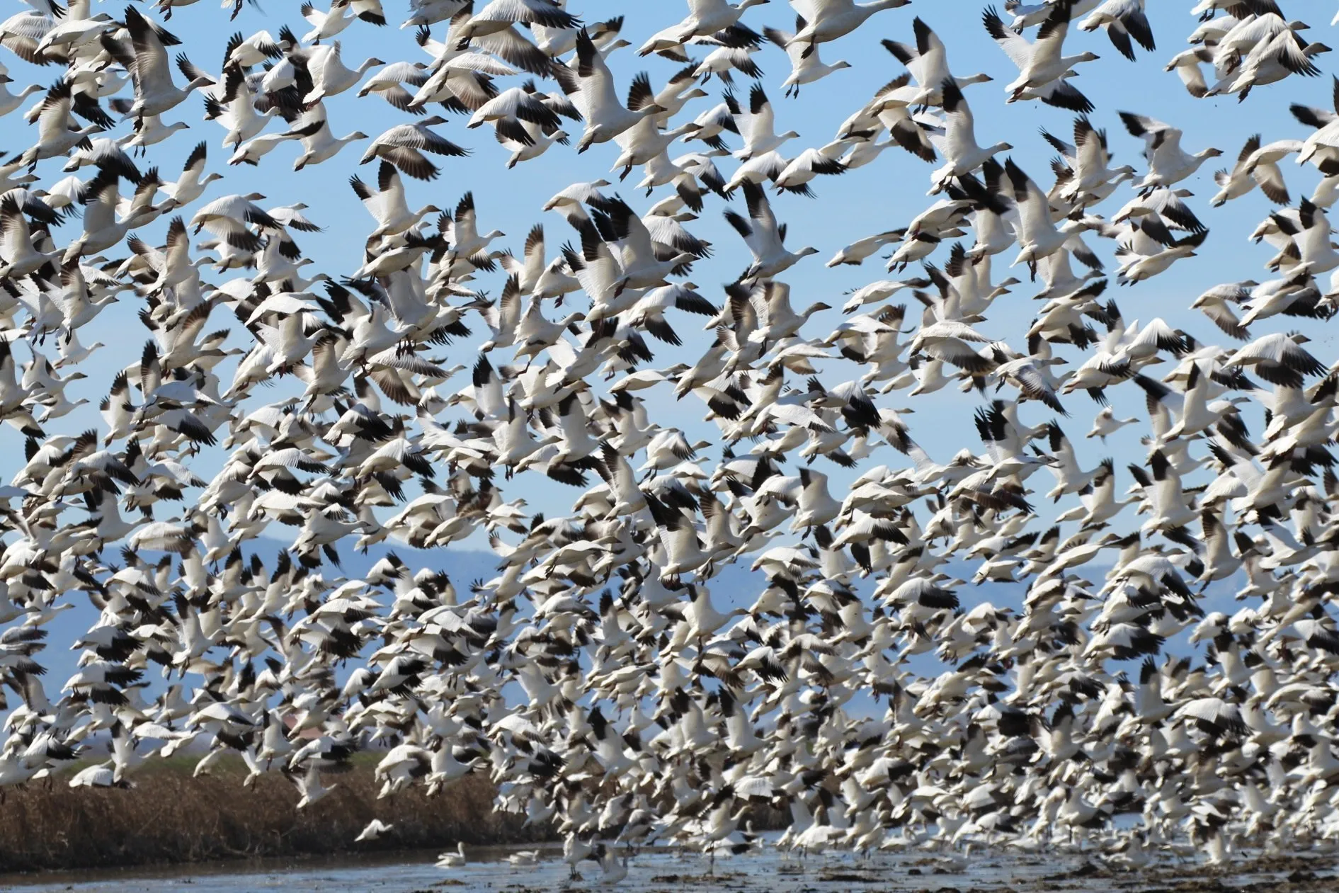 Lots of animals and birds. Много птиц. Стая птиц. Стайка птиц.