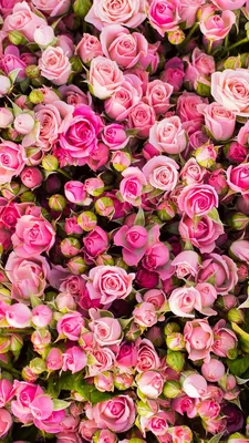 Почему красные розы так популярны? — блог магазина Flower Shop