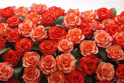 Огромный букет роз. в середине …» — создано в Шедевруме