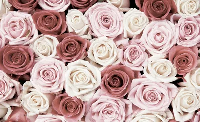 Много красивых красных роз :: Стоковая фотография :: Pixel-Shot Studio