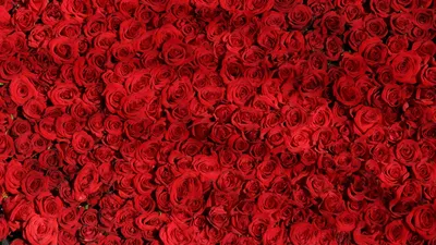 Предпосылка цветков красной розы Много красных роз закрывают вверх Стоковое  Фото - изображение насчитывающей украшение, картина: 115306258
