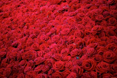 Букет из 151 бордовой розы «BIG LOVE»