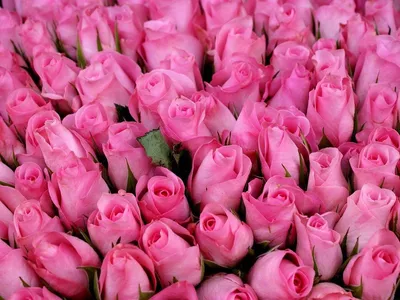 Фото обои 254x184 см 3Д Цветы - много роз (1629P4)+клей купить по цене  850,00 грн