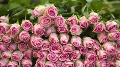 Заказать Букет \"Много много роз\" | Цветули - уникальный сервис по доставке  цветов без накруток и посредников в городе Пермь