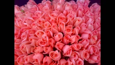 Много красивых роз на белом фоне :: Стоковая фотография :: Pixel-Shot Studio