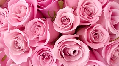 Обои на рабочий стол Много розовых роз, обои для рабочего стола, скачать  обои, обои бесплатно