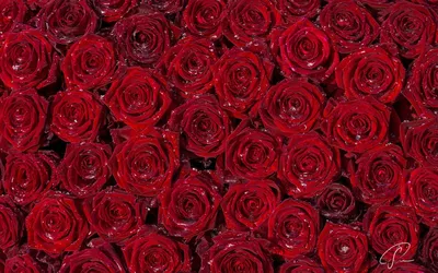 30 советов как выбрать букет роз | Много Цветов | Дзен