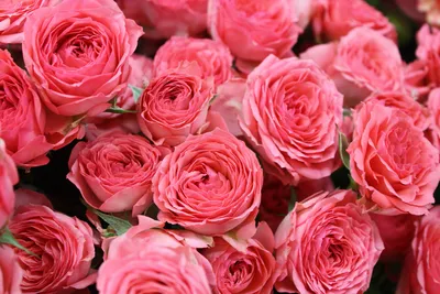 Много Роз Розы Букет - Бесплатное фото на Pixabay - Pixabay