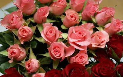 Красные розы, белые розы, много роз…» — создано в Шедевруме