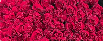 Букет роз 😍 | Букет роз, Букет, Цветы