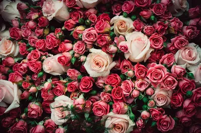 Купить Много роз для мамы в Краснодаре