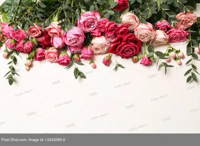 красные розы цветут в саду, цветок, много, фон фон картинки и Фото для  бесплатной загрузки