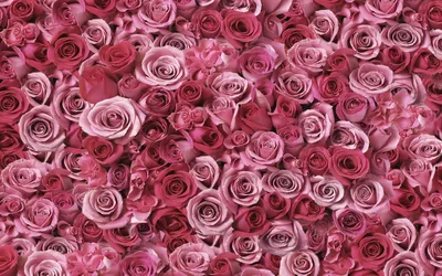 Фотографии Розы цветок Много