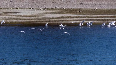 картинки : море, воды, природа, волна, морские птицы, река, стадо, корабль,  путешествовать, транспорт, плавать, Красный, Чайка, Nyc, рейс, Порт,  Дремота, круиз, лицо, Чайки, весело, утка, Лодки, Королева, Позвоночный,  Мэри, Ny, Канал, законопроект,