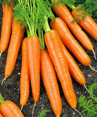Картинка Морковь фотографии