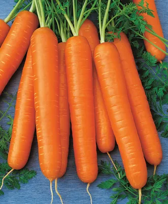 Фото Морковь, более 202 000 качественных бесплатных стоковых фото
