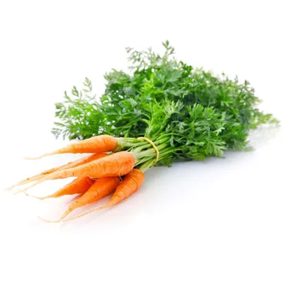 Купить семена Морковь Корона F1 — от НПО Сады Росcии