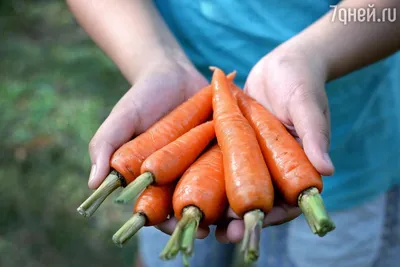 морковь на белой поверхности, морковь белый фон, Hd фотография фото, еда  фон картинки и Фото для бесплатной загрузки