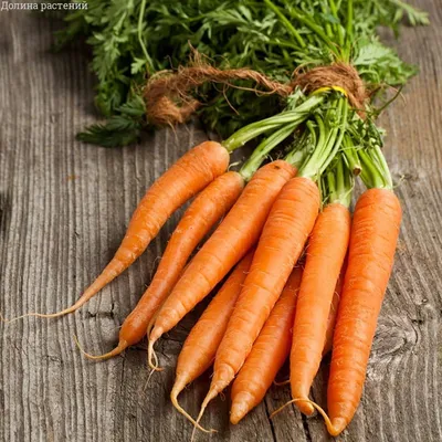 морковь на белом фоне Обои Изображение для бесплатной загрузки - Pngtree
