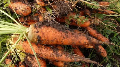 Морковь с листьями стоковое изображение. изображение насчитывающей  ингридиент - 33404255