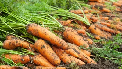 Морковь: рецепты от шефов