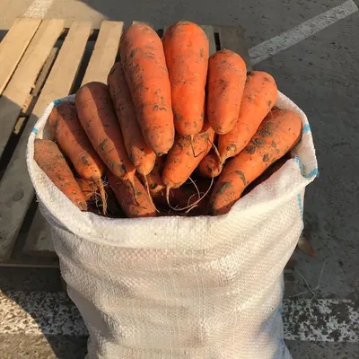 Заказать семена моркови Вита Лонга с доставкой курьером, почтой, Европочтой  (бесплатно) в 110 городах!