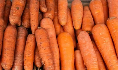 Как выращивать морковь: от посева семян до высадки рассады - Good Harvest |  Семена | Удобрения | Средства защиты растений