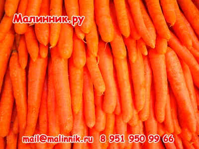 Морковь для срисовки - 70 фото