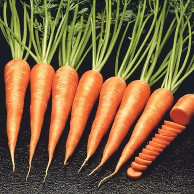 Fancy: Сплюшка Морковь, 150 см: заказать мягкую игрушку по доступной цене в  Алматы, Астане, Казахстане | Интернет-магазин Meloman