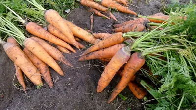 Абстрактное изображение морковь и помидоры. Повторяя шаблон, который будет  использоваться. Набор овощей : Помидоры моркови Иллюстрация штока -  иллюстрации насчитывающей иллюстрация, морковь: 212566414