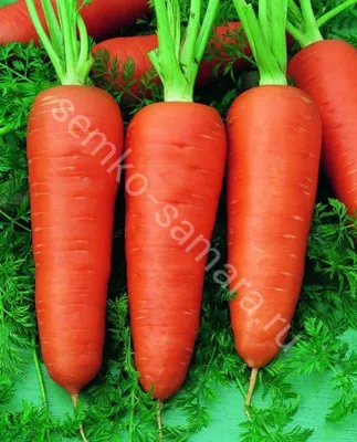 Морковь овощи | Премиум Фото