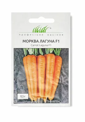 В состоянии овоща: почему в России не растут урожаи капусты и моркови |  Статьи | Известия