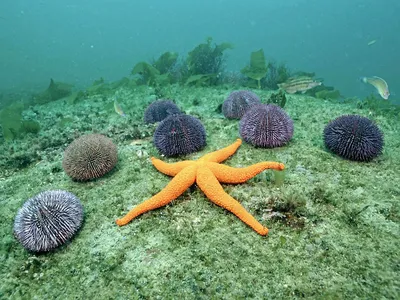 Раскраски, Морская звезда из мультика. Раскраски для развития. Улыбка морской  звезды. Бесплатно найти раскраску. Раскраски Морская звезда. Бесплатные  раскраски. Раскраска Морская звезда. Раскраски без СМС. Морская звезда для  детей. Много раскрасок. Морская