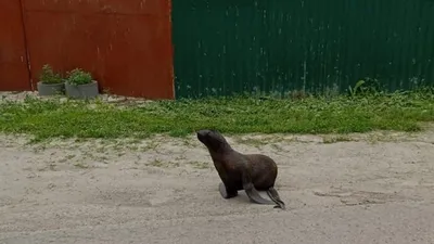 Про чудеса русского языка - на примере морского котика :) | Голландец в  России | Дзен