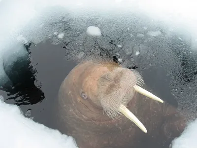 морж в воде с большими зубами, картинка моржа, морж, животное фон картинки  и Фото для бесплатной загрузки