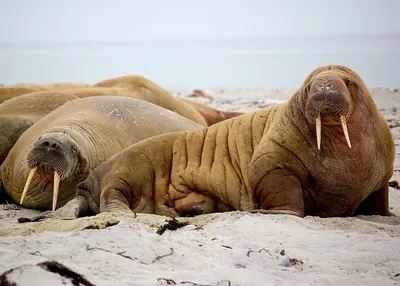 Морж (лат. Odobenus rosmarus) , фото моржей