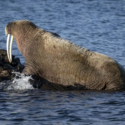 Морж (Odobenus rosmarus)