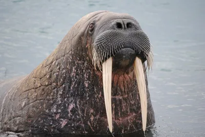 Морж на предпосылке воды стоковое изображение. изображение насчитывающей  приполюсно - 33134553