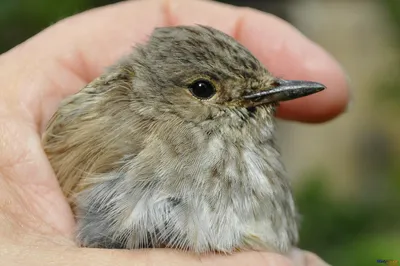 Птицы НСО | Серая мухоловка – Muscicapa striata