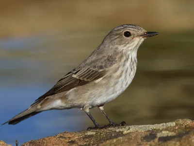 Серая мухоловка - eBird