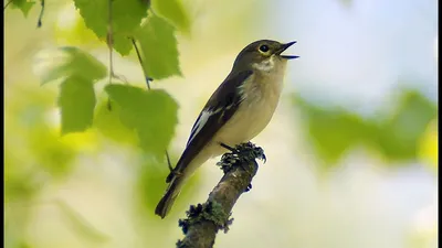 Малая мухоловка – фотознакомство « Fotoparus