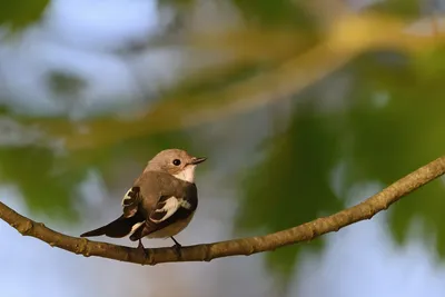 Мухоловка-пеструшка (Ficedula hypoleuca) - Pied flycatcher | Film Studio  Aves - YouTube