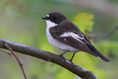 Мухоловка-пеструшка (Ficedula hypoleuca)