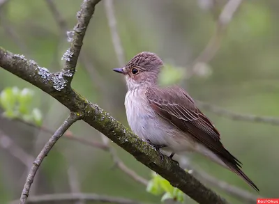 Синяя мухоловка - eBird