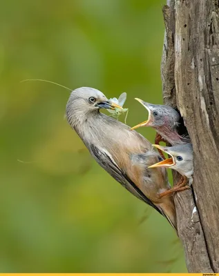 Пятнистая Мухоловка Muscicapa Striata Птица Сидит На Ветке Дерева Среди  Листьев — стоковые фотографии и другие картинки Ветвь - часть растения -  iStock