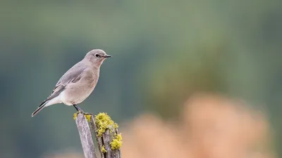 Мухоловка-пеструшка профессиональное …» — создано в Шедевруме