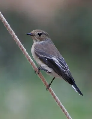 Мухоловка-пеструшка (Ficedula hypoleuca)