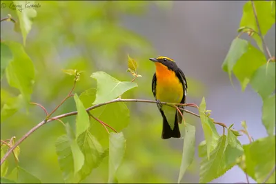 Мухоловка пеструшка Ficedula hypoleuca Pied Flycatcher